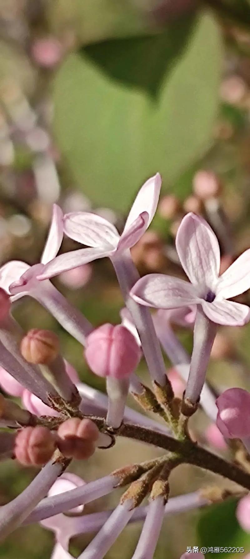 楚雄适合养什么花，市花和市树是什么，楚雄花卉基地？-第6张图片-优品飞百科