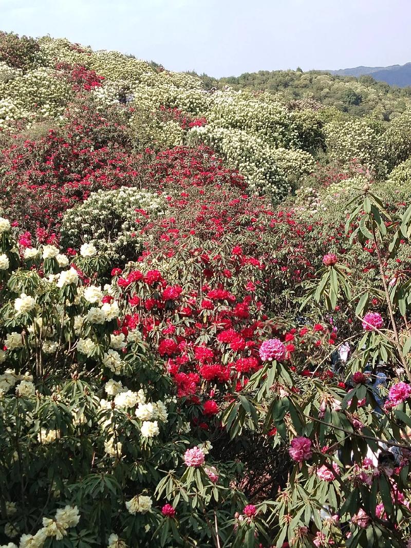 楚雄适合养什么花，市花和市树是什么，楚雄花卉基地？-第7张图片-优品飞百科
