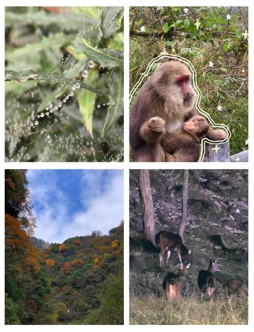 雅安喇叭河天气预报，雅安喇叭河天气预报7天？-第1张图片-优品飞百科