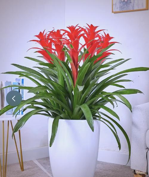 要想招财进宝，平安健康，这几种花卉在家里得这么摆？适合放在家里的花聚财？