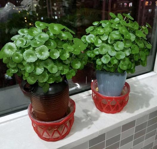 要想招财进宝,平安健康,这几种花卉在家里得这么摆?适合放在家里的花聚财?-第3张图片-优品飞百科 要想招财进宝,平安健康,这几种花卉在家里得这么摆?适合放在家里的花聚财?-第3张图片-优品飞百科