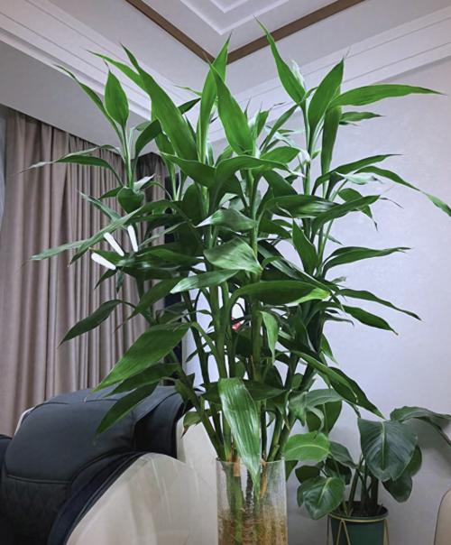 要想招财进宝,平安健康,这几种花卉在家里得这么摆?适合放在家里的花聚财?-第5张图片-优品飞百科 要想招财进宝,平安健康,这几种花卉在家里得这么摆?适合放在家里的花聚财?-第5张图片-优品飞百科