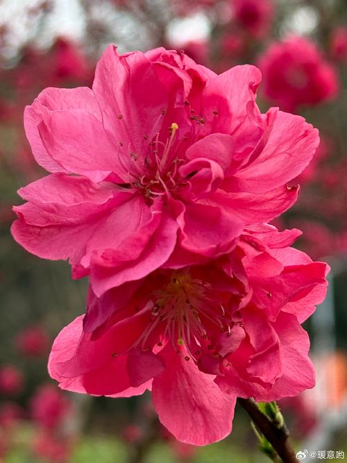 常德适合养什么花，市花和市树是什么，常德适合栽什么果树