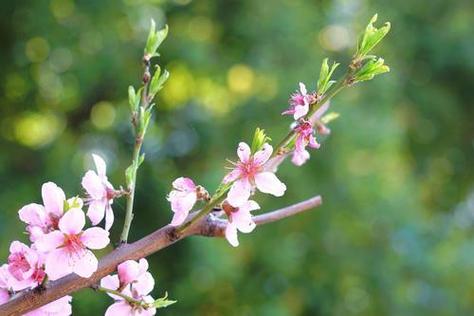 常德适合养什么花,市花和市树是什么,常德适合栽什么果树-第2张图片-优品飞百科 常德适合养什么花,市花和市树是什么,常德适合栽什么果树-第2张图片-优品飞百科