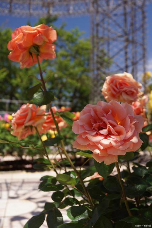 常德适合养什么花,市花和市树是什么,常德适合栽什么果树-第4张图片-优品飞百科 常德适合养什么花,市花和市树是什么,常德适合栽什么果树-第4张图片-优品飞百科