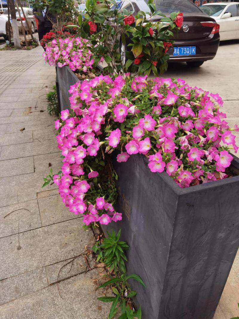 常德适合养什么花,市花和市树是什么,常德适合栽什么果树-第5张图片-优品飞百科 常德适合养什么花,市花和市树是什么,常德适合栽什么果树-第5张图片-优品飞百科