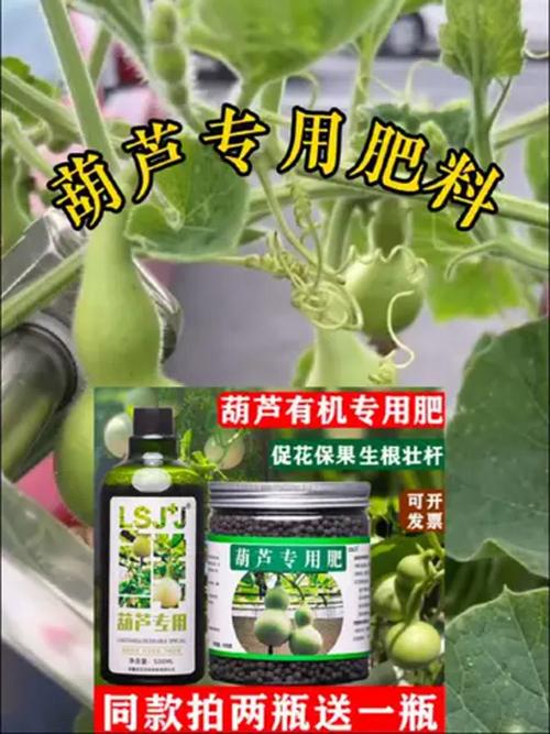 葫芦苗不长是因为什么，葫芦苗用什么肥料？葫芦苗只长叶不长高？-第1张图片-优品飞百科