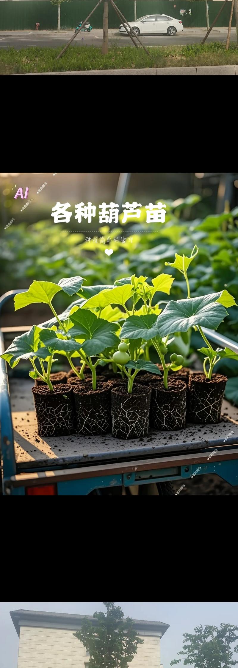 葫芦苗不长是因为什么，葫芦苗用什么肥料？葫芦苗只长叶不长高？-第2张图片-优品飞百科