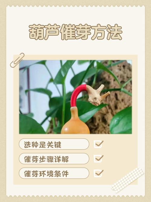 葫芦苗不长是因为什么，葫芦苗用什么肥料？葫芦苗只长叶不长高？-第4张图片-优品飞百科