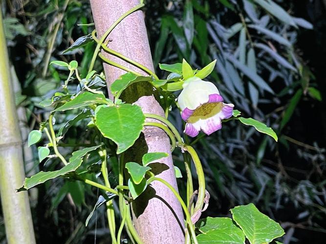 羊乳花的养殖方法和注意事项，羊乳花的养殖方法和注意事项有哪些