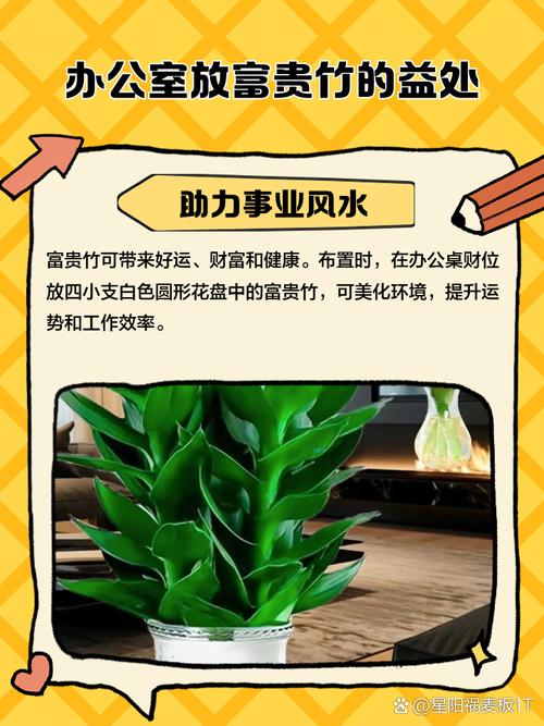 富贵竹除甲醛吗，希望竹除甲醛有效果吗？-第1张图片-优品飞百科