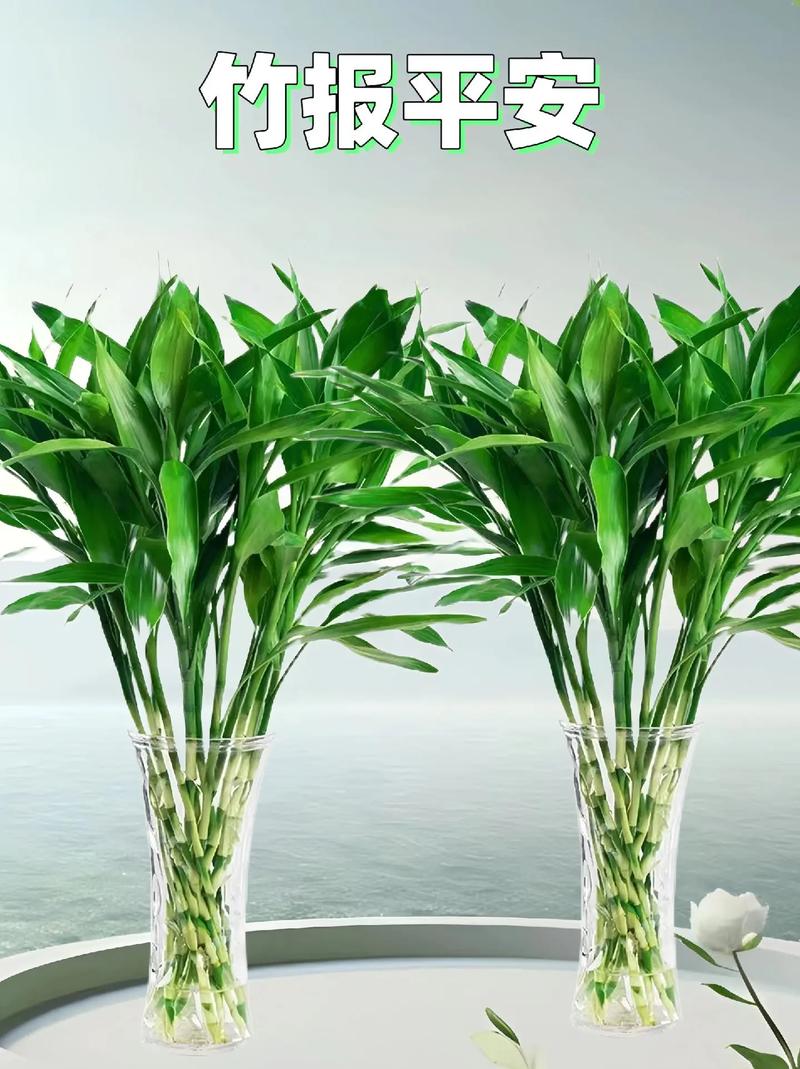 富贵竹除甲醛吗，希望竹除甲醛有效果吗？-第2张图片-优品飞百科