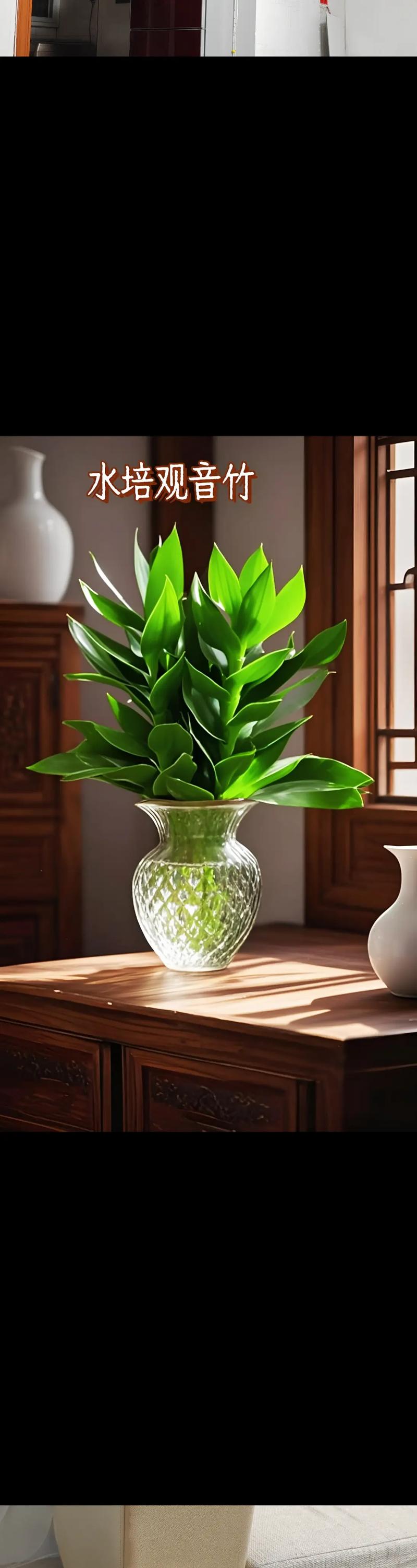 富贵竹除甲醛吗，希望竹除甲醛有效果吗？-第3张图片-优品飞百科