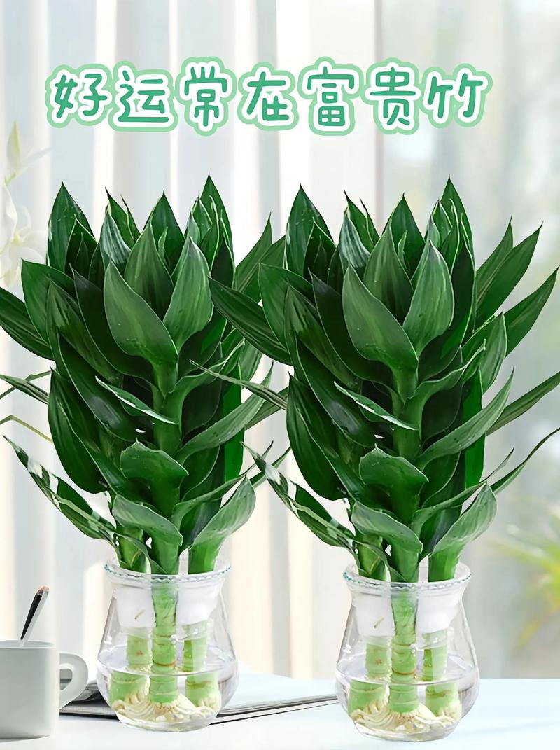 富贵竹除甲醛吗，希望竹除甲醛有效果吗？-第4张图片-优品飞百科