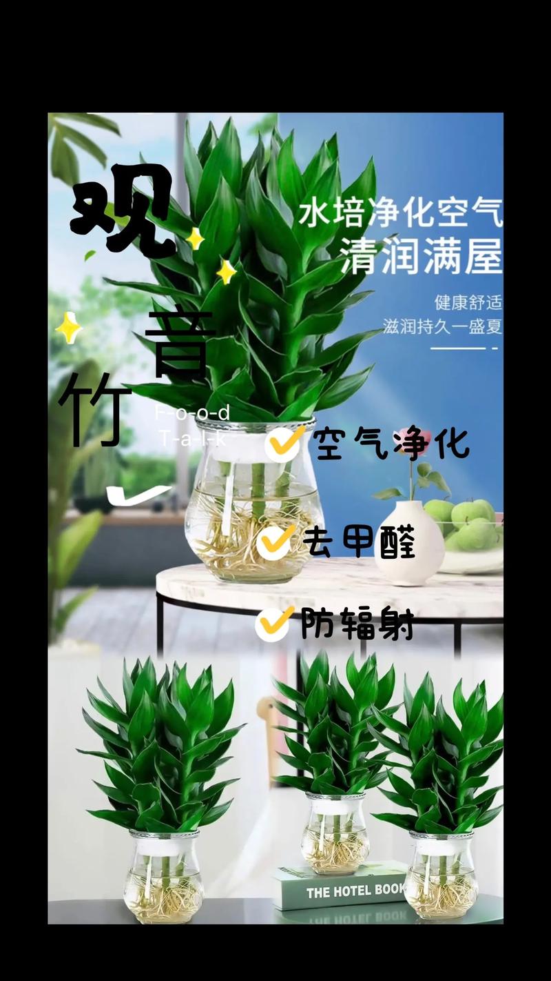 富贵竹除甲醛吗，希望竹除甲醛有效果吗？-第5张图片-优品飞百科