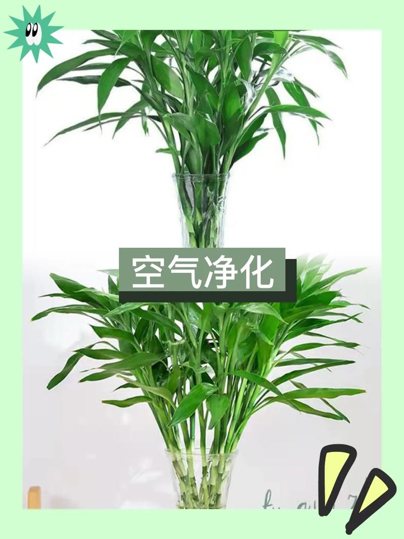 富贵竹除甲醛吗，希望竹除甲醛有效果吗？-第6张图片-优品飞百科