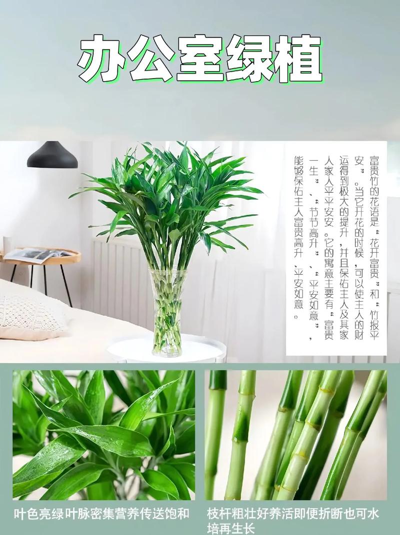 富贵竹除甲醛吗，希望竹除甲醛有效果吗？-第7张图片-优品飞百科