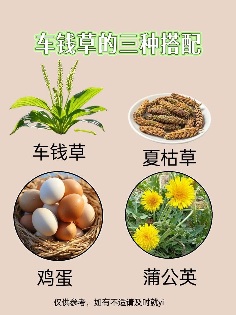 车前草的功效与作用，车前草的功效与作用视频？