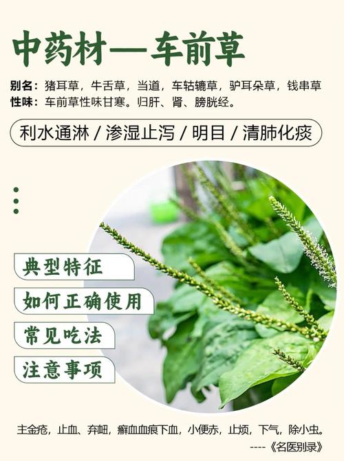 车前草的功效与作用,车前草的功效与作用视频?-第2张图片-优品飞百科 车前草的功效与作用,车前草的功效与作用视频?-第2张图片-优品飞百科