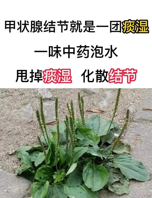 车前草的功效与作用,车前草的功效与作用视频?-第4张图片-优品飞百科 车前草的功效与作用,车前草的功效与作用视频?-第4张图片-优品飞百科