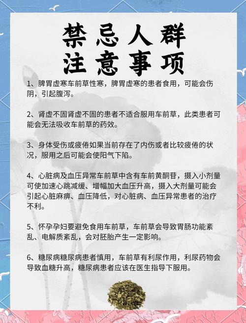 车前草的功效与作用,车前草的功效与作用视频?-第3张图片-优品飞百科 车前草的功效与作用,车前草的功效与作用视频?-第3张图片-优品飞百科