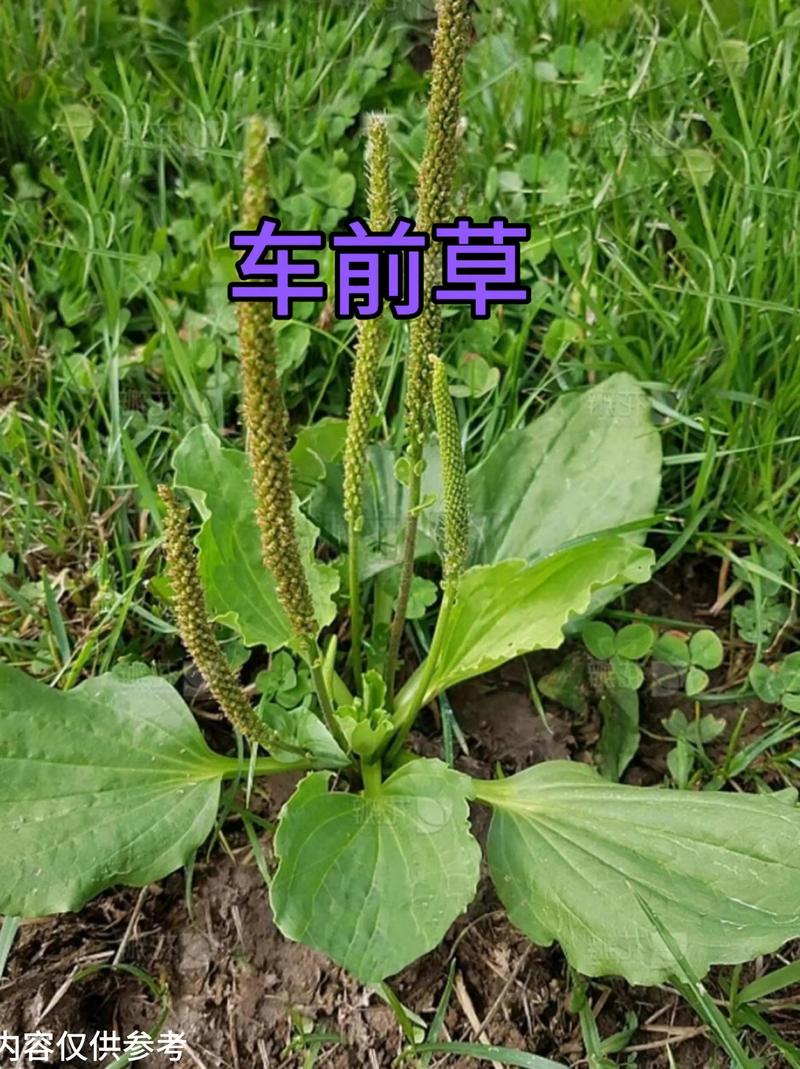 车前草的功效与作用,车前草的功效与作用视频?-第6张图片-优品飞百科 车前草的功效与作用,车前草的功效与作用视频?-第6张图片-优品飞百科