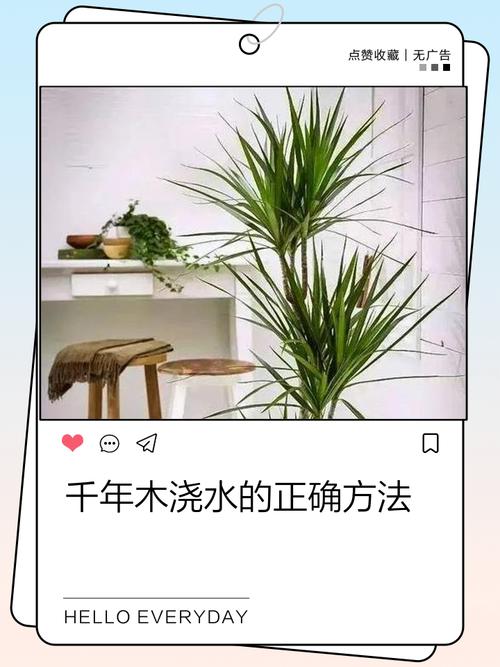 千年木的养殖方法和注意事项，千年木的养殖方法和注意事项有哪些?适合新手吗?？-第2张图片-优品飞百科