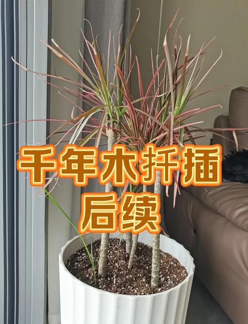 千年木的养殖方法和注意事项，千年木的养殖方法和注意事项有哪些?适合新手吗?？-第3张图片-优品飞百科