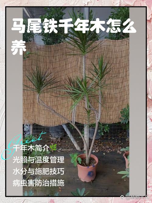 千年木的养殖方法和注意事项，千年木的养殖方法和注意事项有哪些?适合新手吗?？-第4张图片-优品飞百科