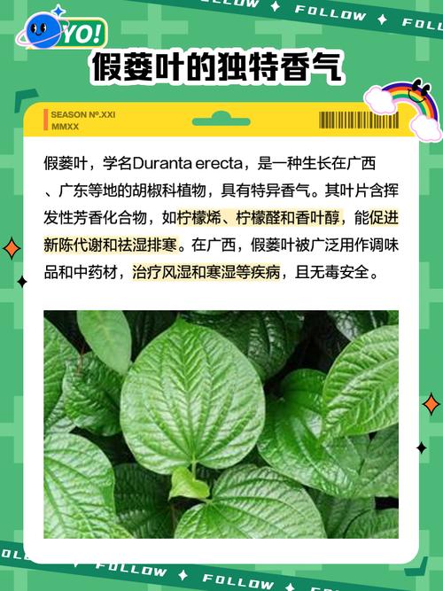 蒌叶的功效？蒌叶的功效与作用？-第1张图片-优品飞百科