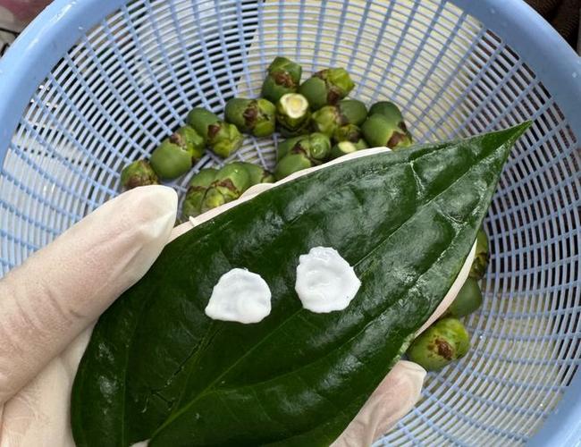 蒌叶的功效？蒌叶的功效与作用？-第3张图片-优品飞百科