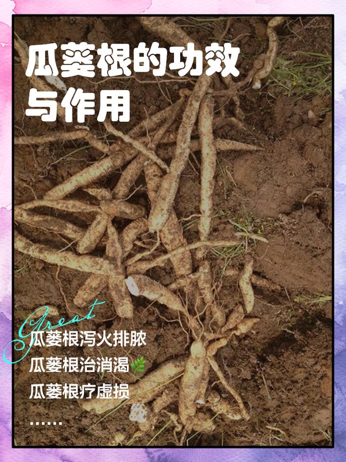 蒌叶的功效？蒌叶的功效与作用？-第4张图片-优品飞百科