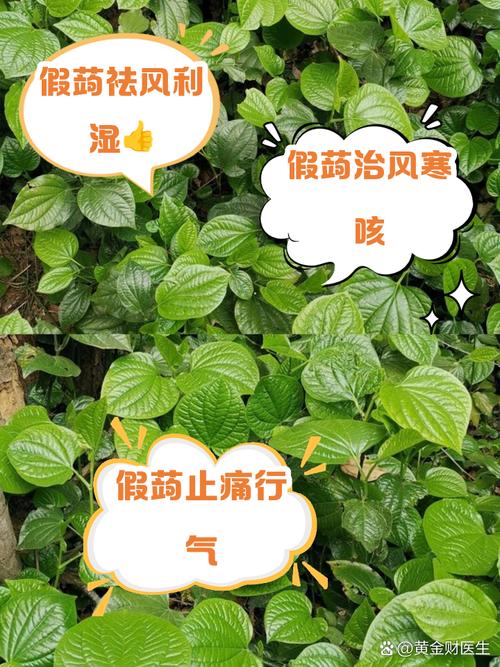 蒌叶的功效？蒌叶的功效与作用？-第5张图片-优品飞百科