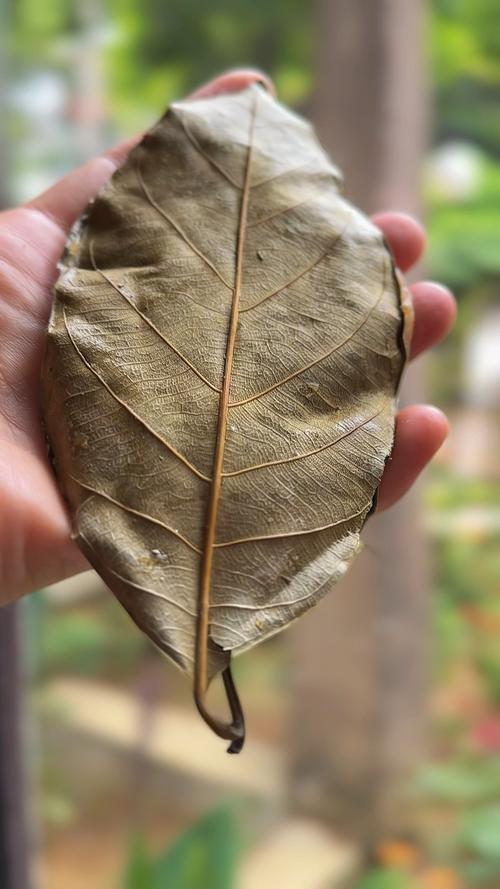 蒌叶的功效？蒌叶的功效与作用？-第6张图片-优品飞百科