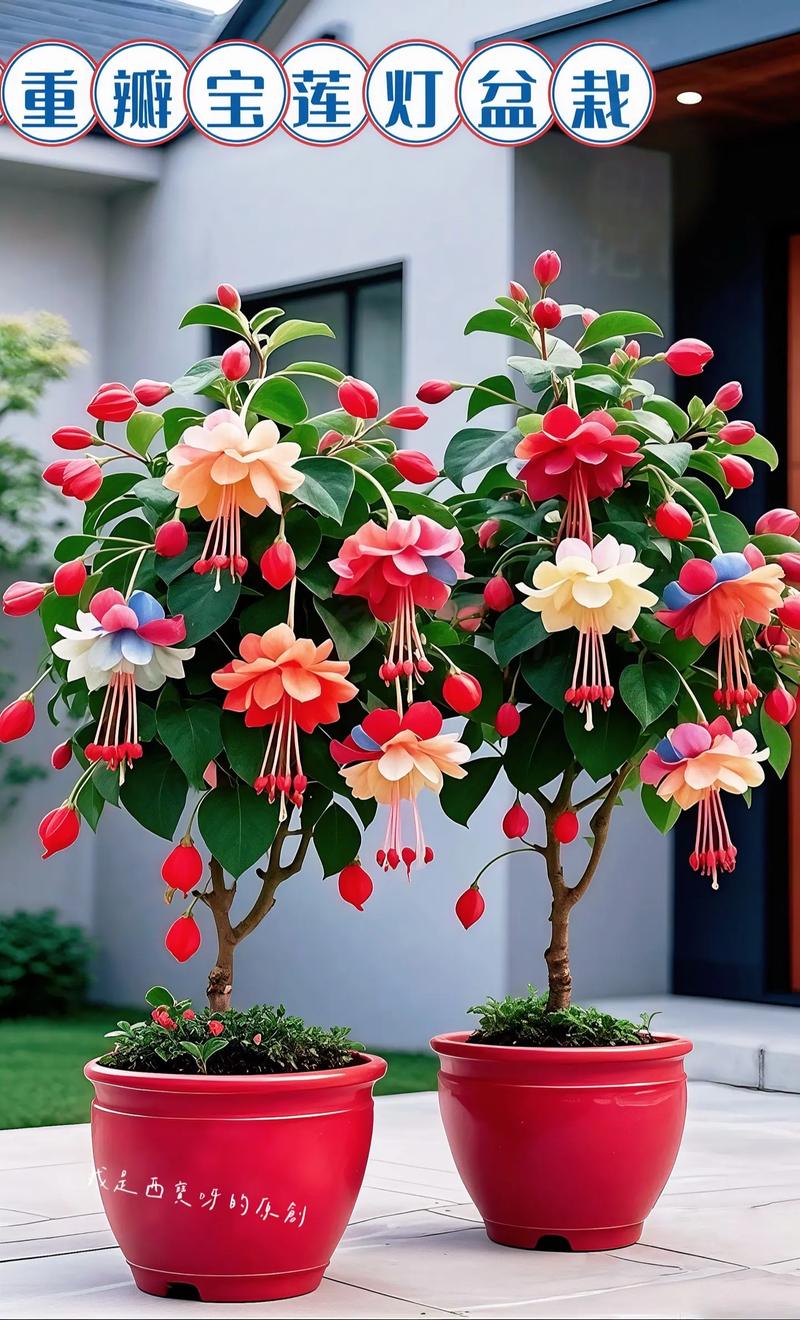 灯笼花的花语和象征代表意义，灯笼花学名