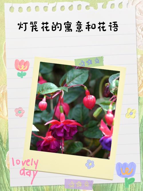 灯笼花的花语和象征代表意义，灯笼花学名-第2张图片-优品飞百科