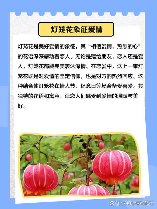 灯笼花的花语和象征代表意义，灯笼花学名-第4张图片-优品飞百科