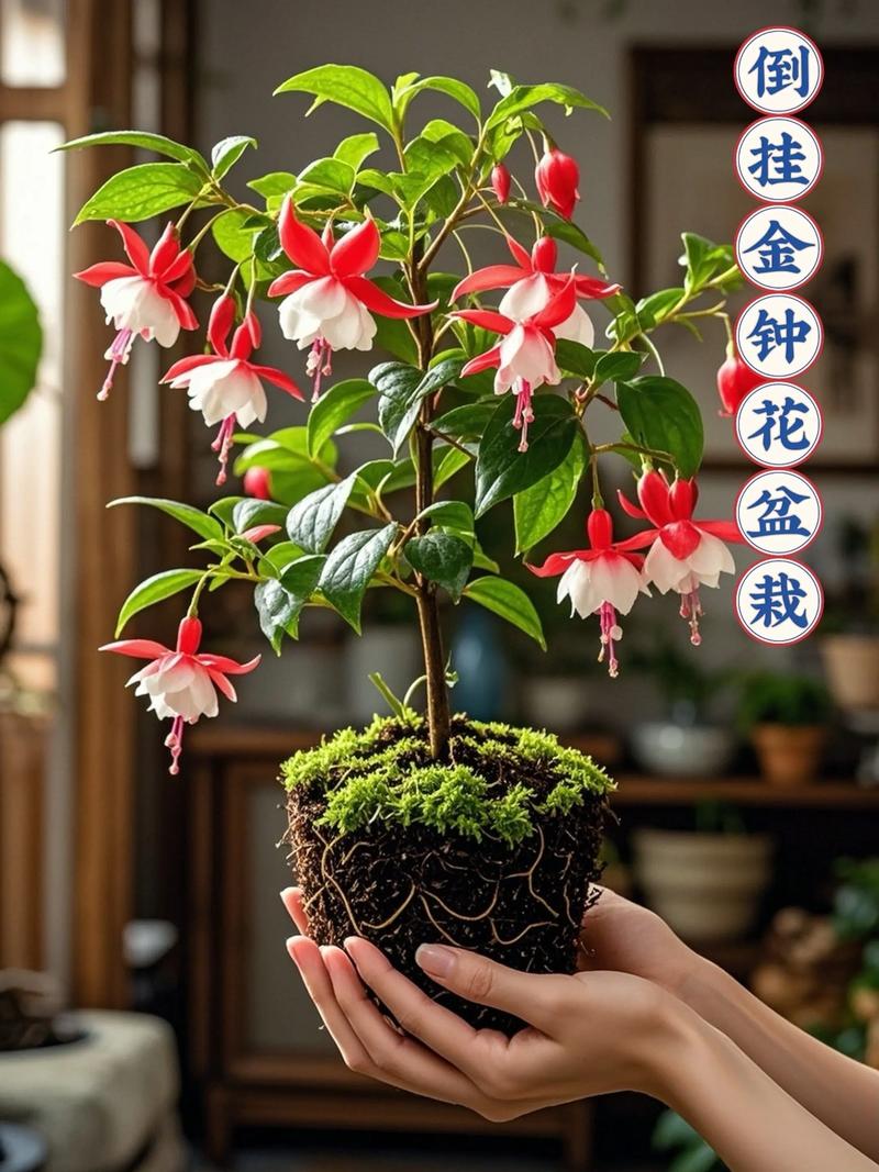 灯笼花的花语和象征代表意义，灯笼花学名-第5张图片-优品飞百科