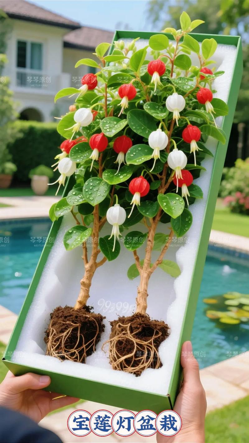 灯笼花的花语和象征代表意义，灯笼花学名-第6张图片-优品飞百科