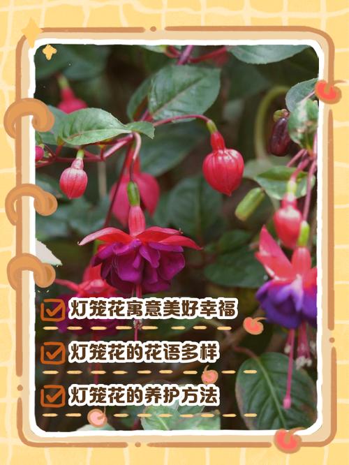 灯笼花的花语和象征代表意义，灯笼花学名-第7张图片-优品飞百科