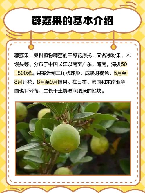 薜荔果的功效与作用，薜荔果的功效与作用果肉的功效？-第1张图片-优品飞百科