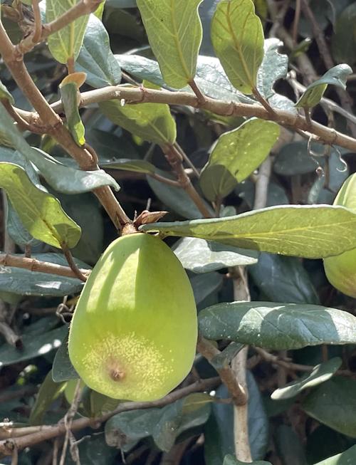 薜荔果的功效与作用，薜荔果的功效与作用果肉的功效？-第5张图片-优品飞百科