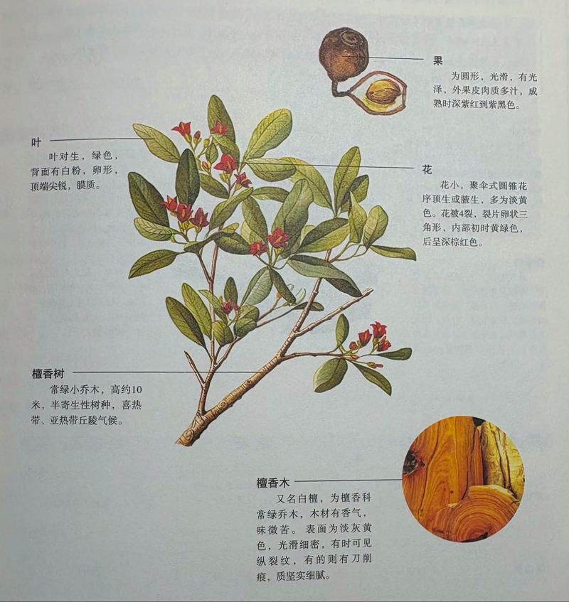 白檀的作用和价值，白檀的药用功效？-第5张图片-优品飞百科