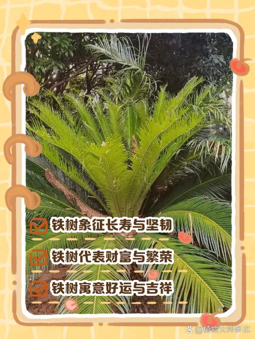 铁树的花语和寓意，有什么传说故事，铁树的花语和寓意,有什么传说故事吗