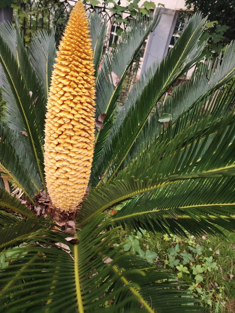 铁树的花语和寓意，有什么传说故事，铁树的花语和寓意,有什么传说故事吗-第3张图片-优品飞百科