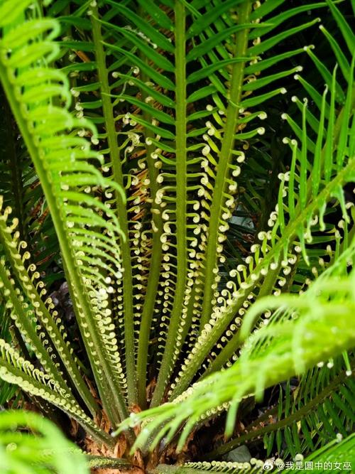 铁树的花语和寓意，有什么传说故事，铁树的花语和寓意,有什么传说故事吗-第5张图片-优品飞百科