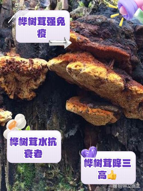 桦树茸的药用价值，费用和食用方法，桦树茸的药用作用是什么-第4张图片-优品飞百科