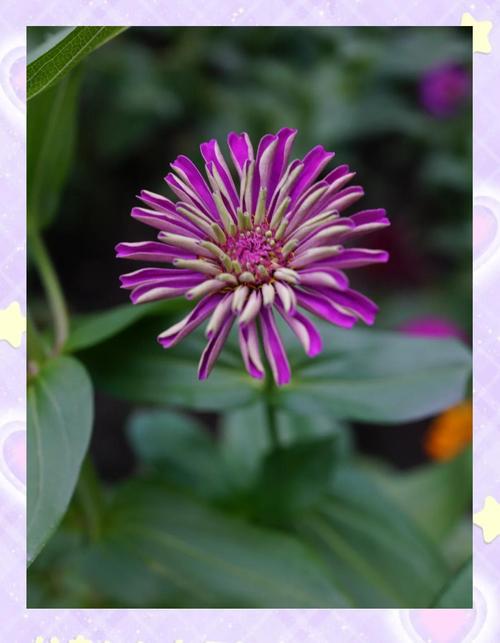 百日草的主要价值，百日草植物简介？