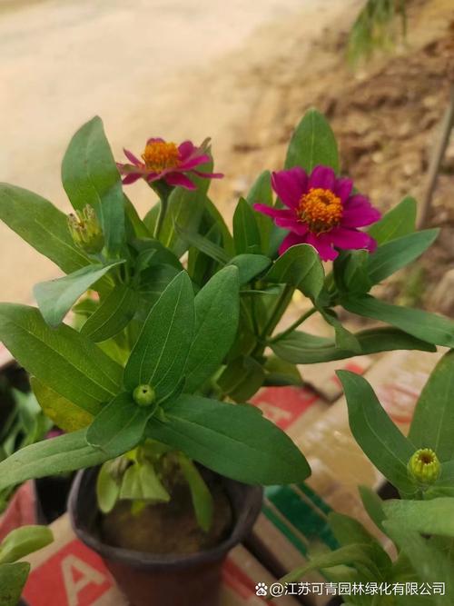 百日草的主要价值，百日草植物简介？-第2张图片-优品飞百科