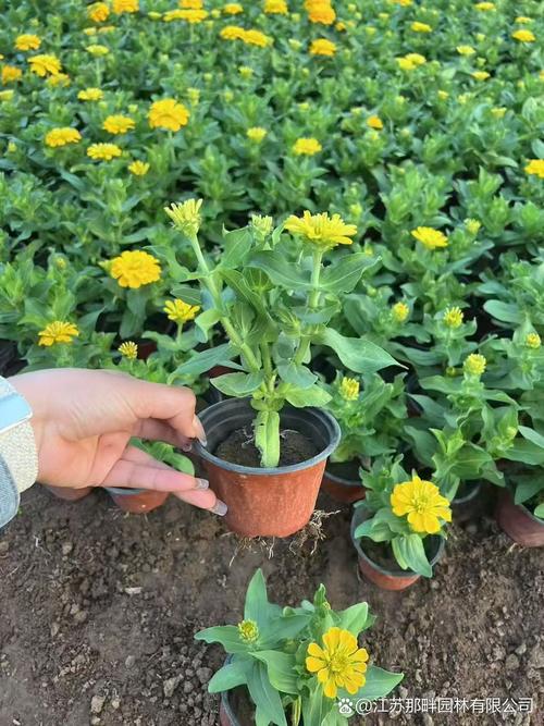 百日草的主要价值，百日草植物简介？-第3张图片-优品飞百科